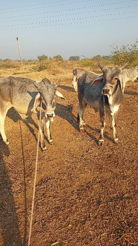 દાંત કરા નથી