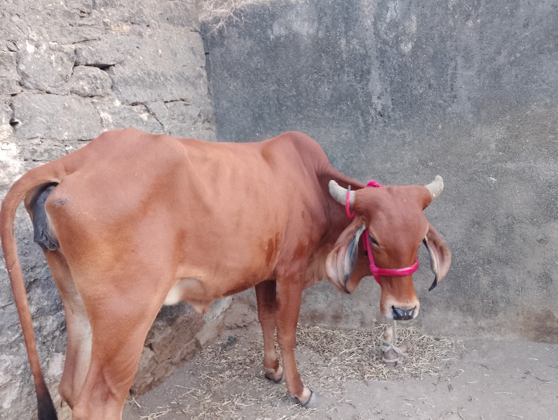 ગાય વેચવાની છે