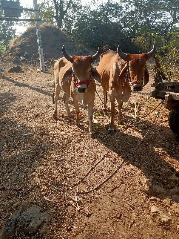 ગાડામાં ચાલુ છે...