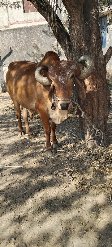 ત્રણ વાવેલો બળદ