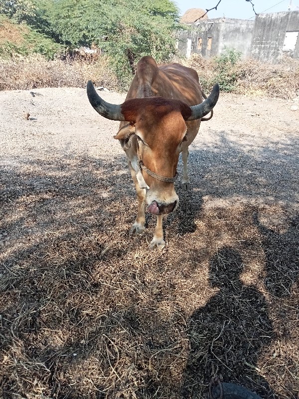 ગાય વેચવાની છે...