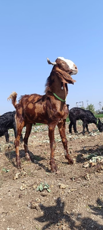 બકરા વેચવાના છે