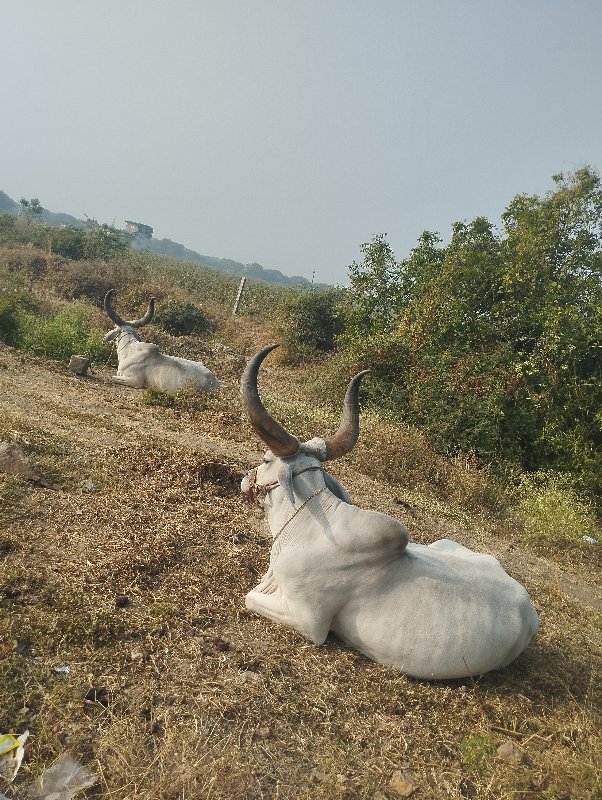 બળદ વેચવાના છે.