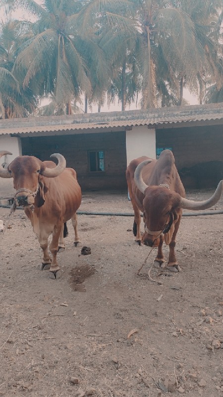 બરદ વેચવાના છે....