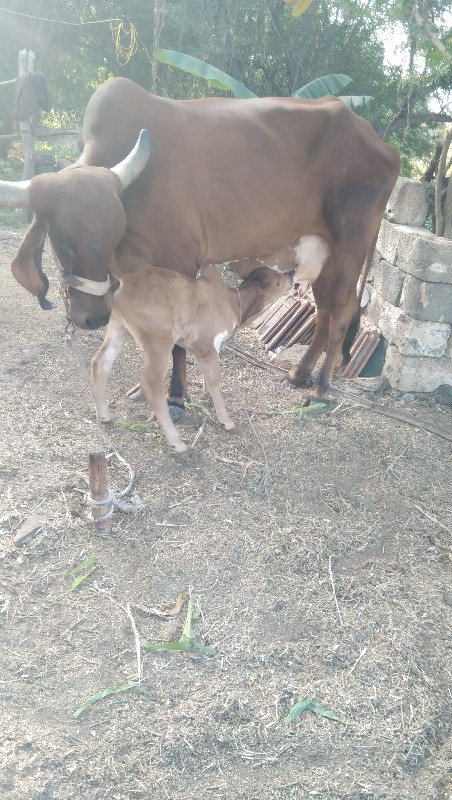 ગાય વેશવાનિ છે...