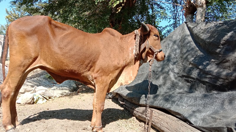 ગાય