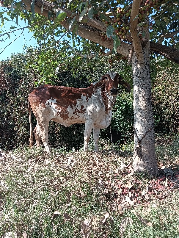 ગાય વેચવાની પેલ...