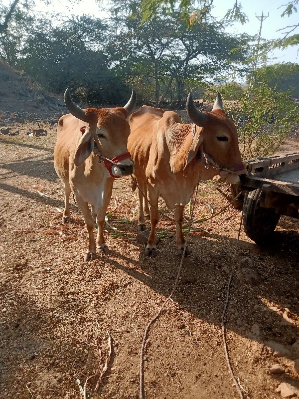 ગાડામાં ચાલુ છે...