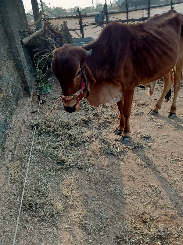 ગોરીયા વેચવાના...