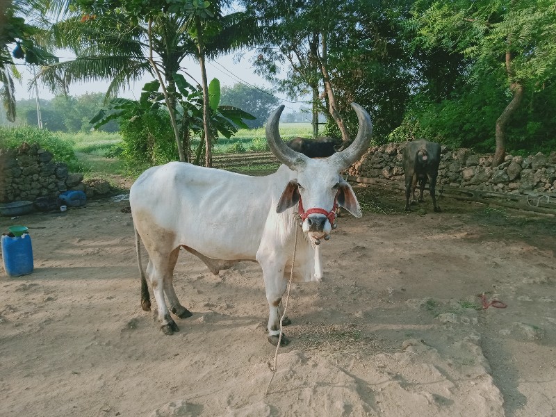 બળદ વેચવા નો છે