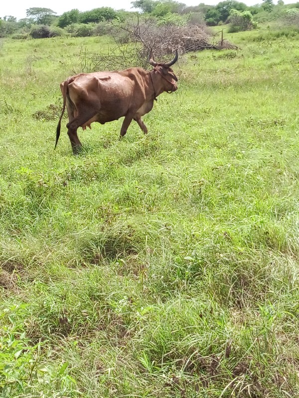 ગાય.વેશવાનૂ