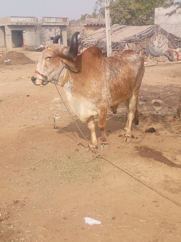 Kalyanpur Taluk...