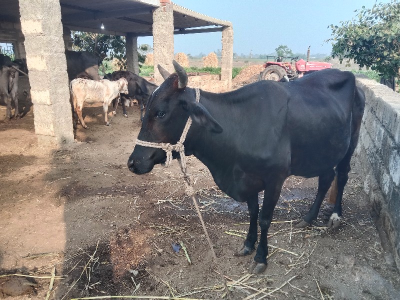 ગાય વેચવાની છે.