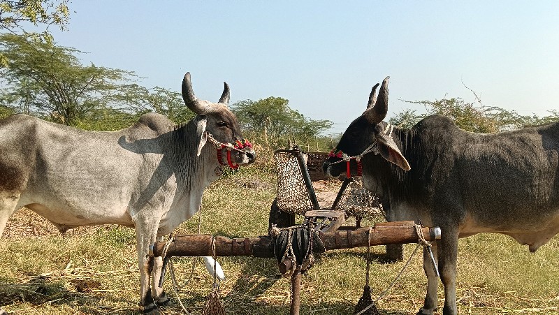 1 વાવણી વાવેલા