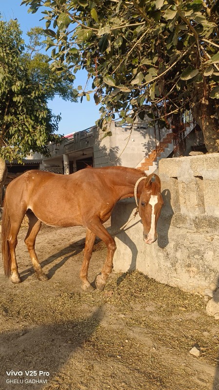 ઘોડી વેચવાની છે