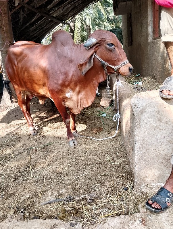 ગીર ગાય વેચવાની...