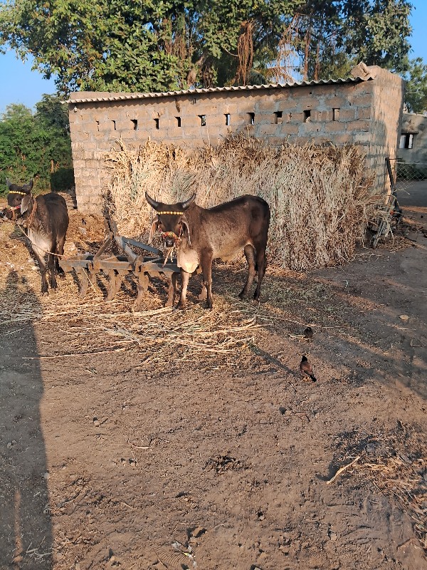 ગોઠલા વેશવાનાશૈ