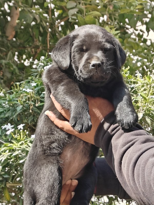 black Labrador...