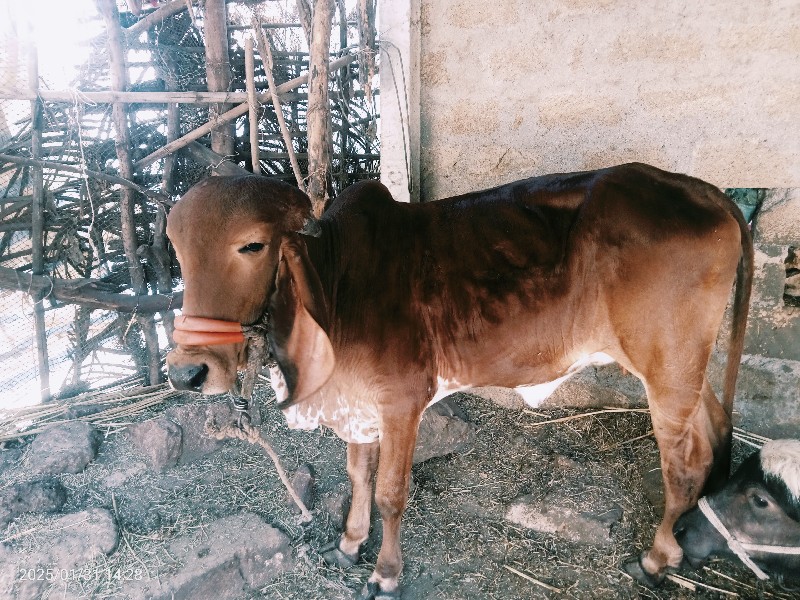 વાસળી વેચવાની છ...