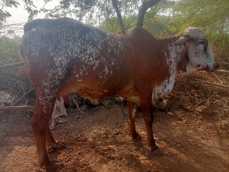 બે ગાયો વેચવાની...