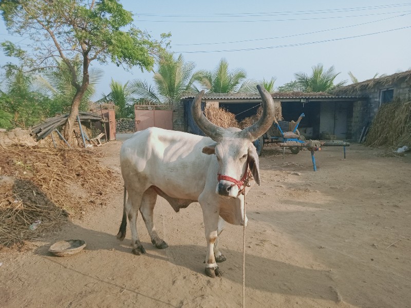 બળદ વેચવા નો છે