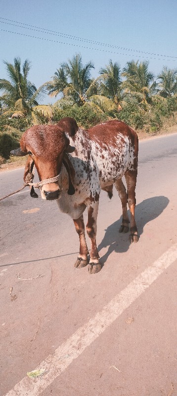 ગીર ખૂટ