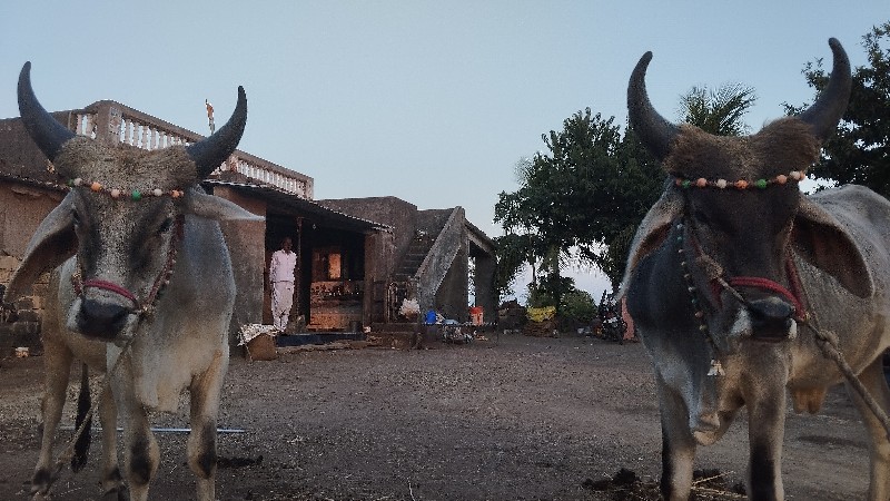 ગોંડલા આપવાના છ...