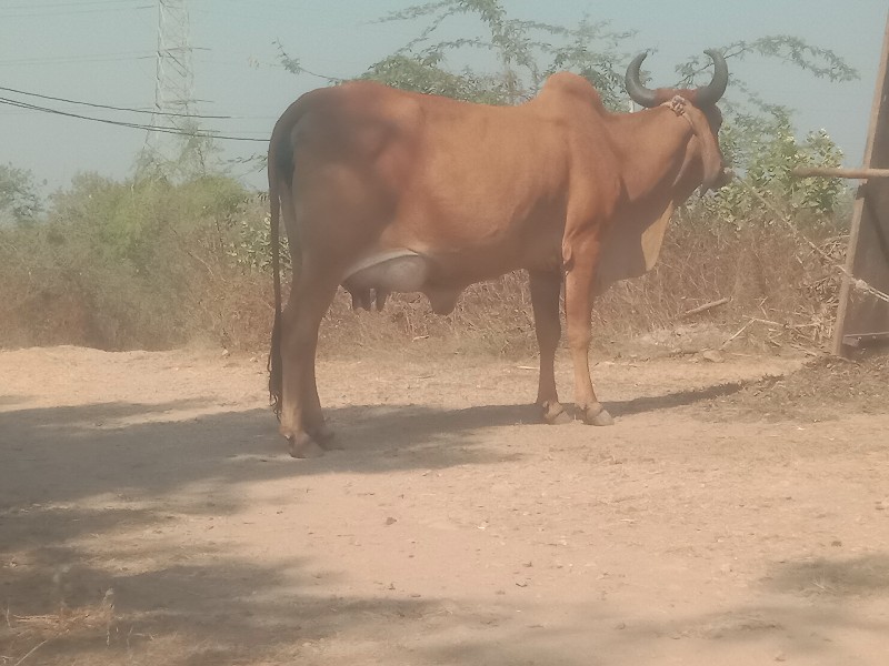 દેશી ગાય વેચવાન...