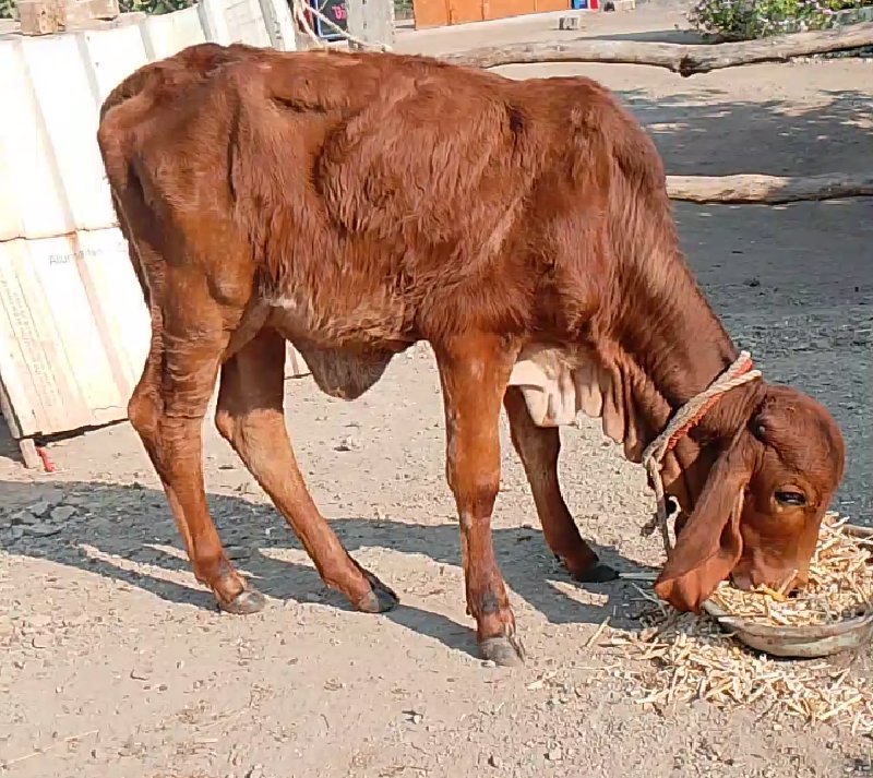 વાસડી યુ વેસવા...