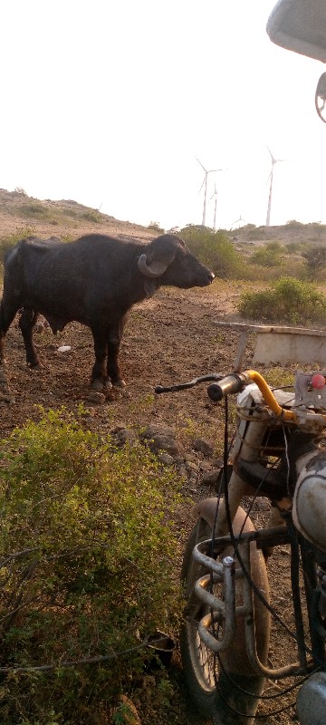 પાડો વેચાવ છે