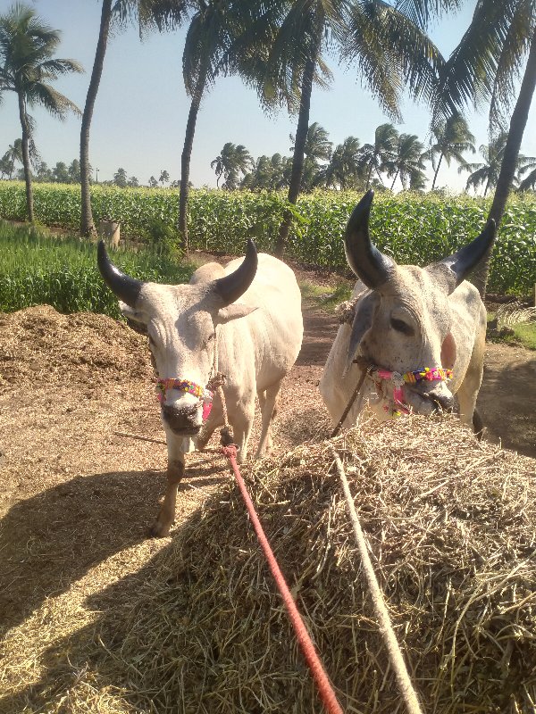 ગોડલા વેચવાના છ...