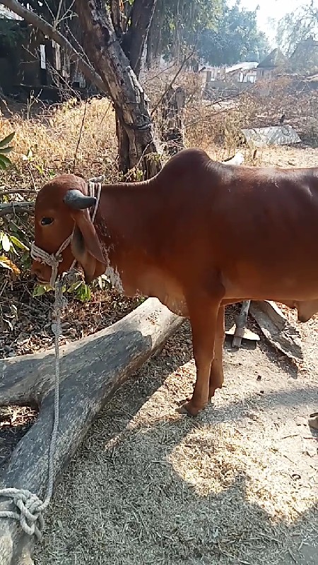 ગોઢલો દેવાનો છે