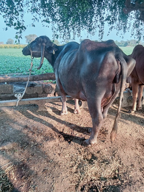 ભેંશ વેશવાની સે