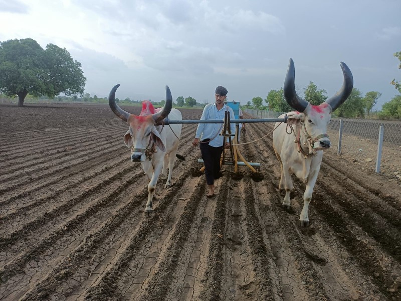 બળદ વેચવાના છે