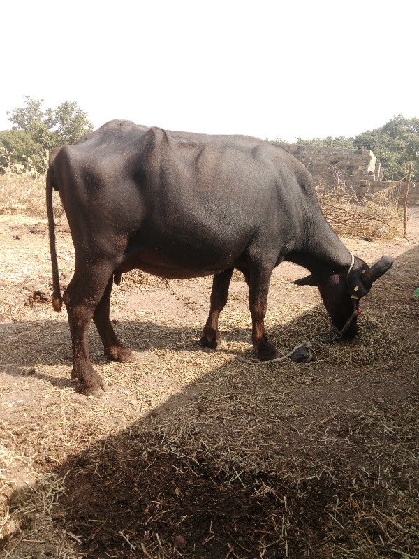 બીજું વેતર ભેંસ