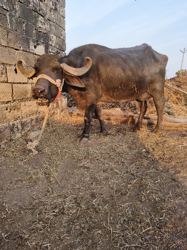 5 લીટર દુધ છે