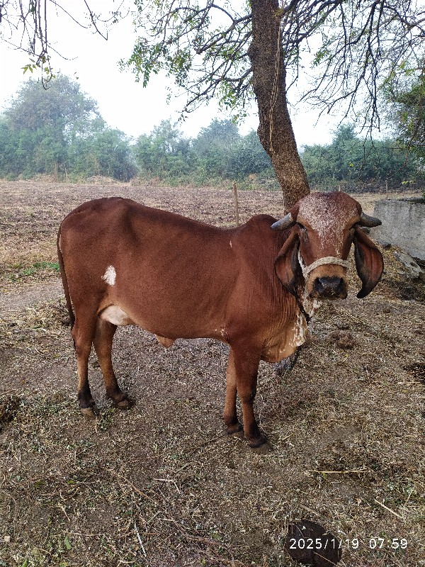 ગીર હોડકી વેચવા...