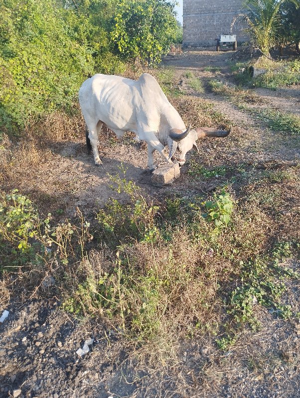 વેચવાનો છૈ