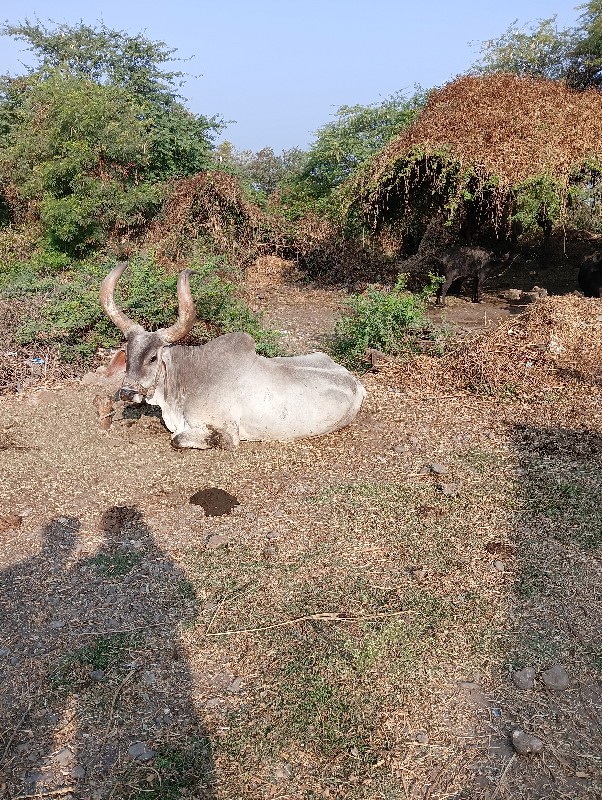 આ બરધ વેચવાનો છ...