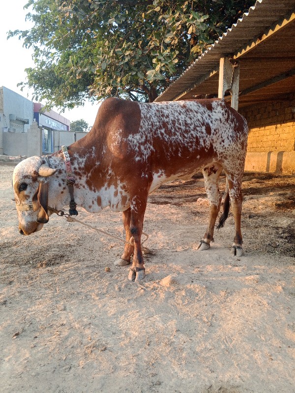 ગીર હોડકી વેચવા...