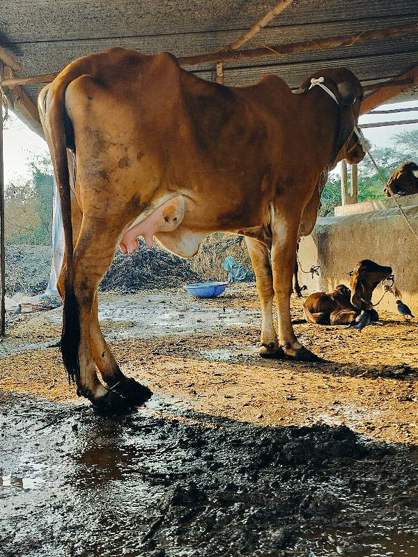 ગાય દેવાનિછે