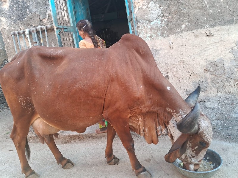 ગાય વેંચવાની છે...