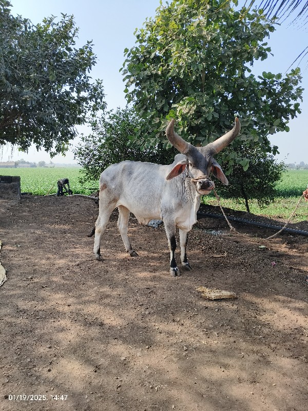 ગોઢલો વેચવાનું