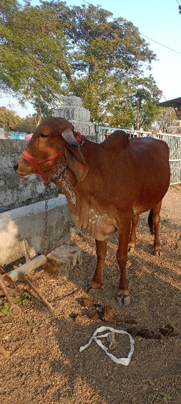 ગીર હોળકી વેચવા...