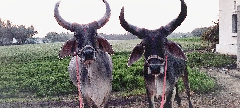 વઢીયારા બળદ વેશ...