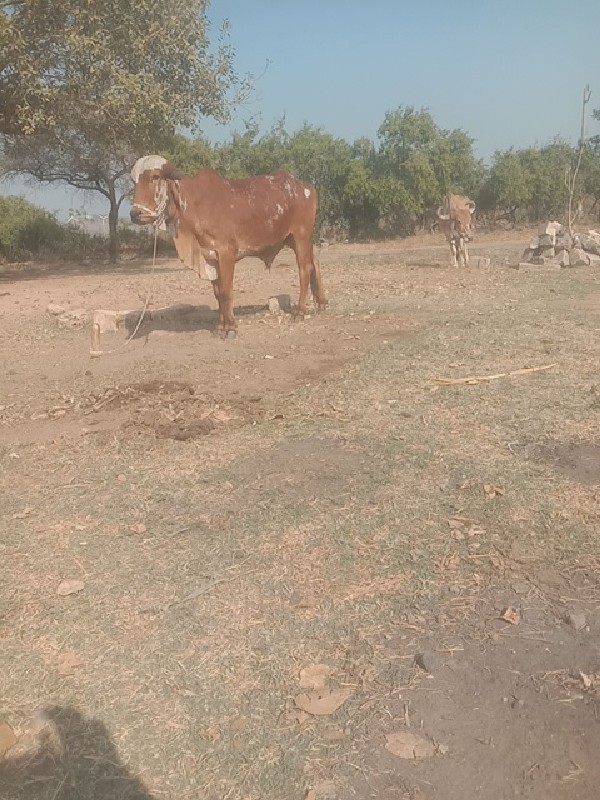 ગોઢલો વેસવા નો...