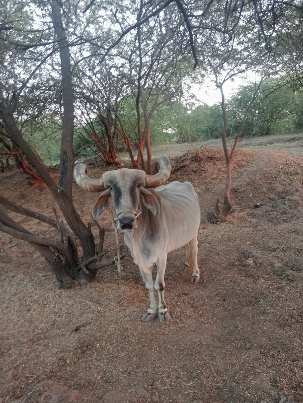 બળદ વેસવાનો સે