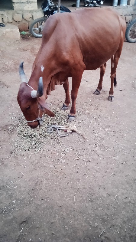 ગાય વેચવાની છે