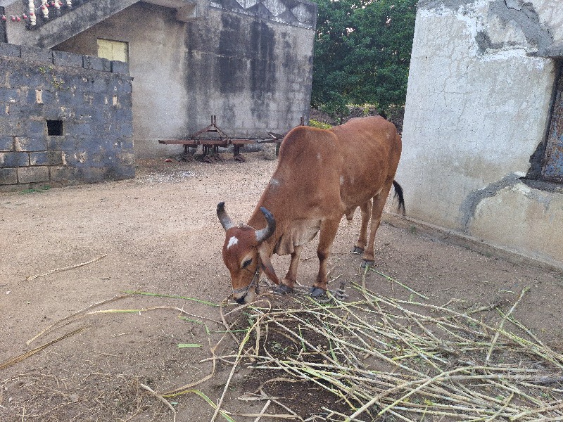 બદડ વેશવાનો છે