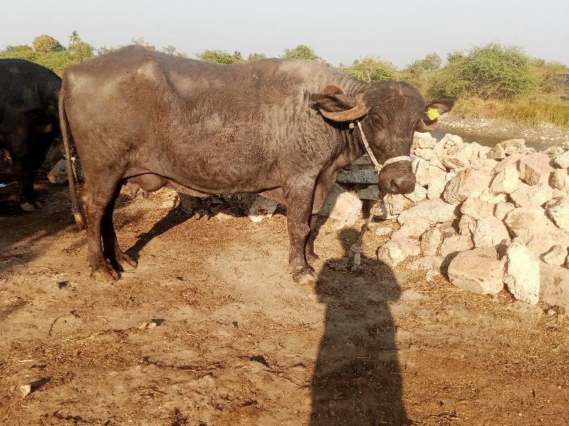 બે ભેંસો વેચવાન...